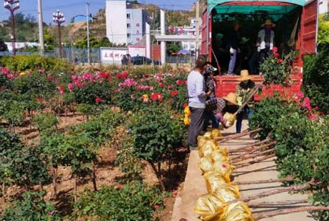 武山月季园开出“脱贫花”