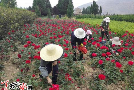 甘谷：两代人的“武山月季梦”